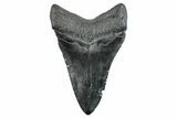 Fossil Megalodon Tooth - South Carolina #263923-1